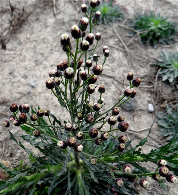 Erigeron bonariensis